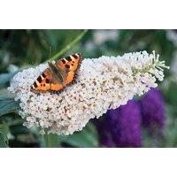 Buddleja Buzz Ivory Patio Plant - Compact, Long-Flowering Butterfly Bush for Gardens & Pots