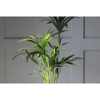 Kentia Palm Indoor House Plant - Air-Purifying, Low Maintenance, Versatile Decor