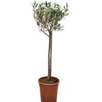 Evergreen Olive Trees with Optional Patio Planters