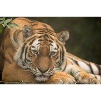 Port Lympne Safari Park - Day Entry & Safari Truck Ride For 1