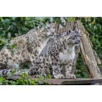 Day Admission to Howletts Wild Animal Park For 1