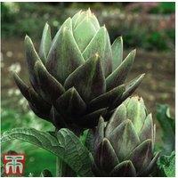 Green Globe Artichoke 2 Litre Plants - Hardy, High-Yield Vegetable for Home Gardens