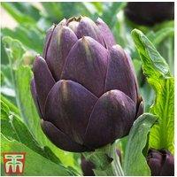 Globe Artichoke Duo - 2 x 2 Litre Edible Perennial Plants for Garden & Kitchen