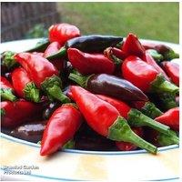 Chilli Windowsill Fiery Flames Indoor Pepper Plant - Compact, Colourful & Edible