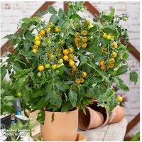 Tomato 'Magnusa' Compact Patio Plants - Sweet, High-Yield, Easy-Grow Variety