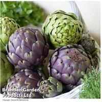 Artichoke Purple Globe 2 Litre Garden Plant - Hardy, Easy-Care, Striking Colour