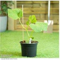 Cucumber Patio Snacker 2 Litre Plants - Compact Greenhouse Variety for Patios & Balconies