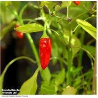 Chilli Apache F1 2 Litre Plants - Heavy Cropping, Hardy Chilli Pepper for Home Growing