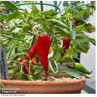 Chilli Rapid Jalapeno 2 Litre Plants - Early Harvest, UK Hardy, High Yield