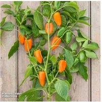 Pepper Hamik Orange Plants - Sweet, High-Yield, Easy-Grow Variety for Home Gardens
