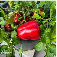 Sweet Pepper 'Virtue' Compact High-Yield Plants for Small Gardens & Containers