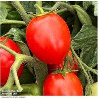 Tomato Double Love Heart-Shaped Cherry Tomato Plants for Hanging Baskets & Pots