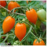 Tomato Sunny Drops Duo Plants - High-Yield Cherry Tomatoes for Small Spaces