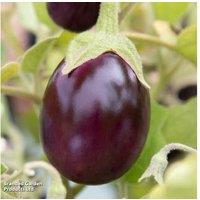Aubergine 'Baby Black Jack' - Compact Patio Vegetable Plant in 2 Litre Pot
