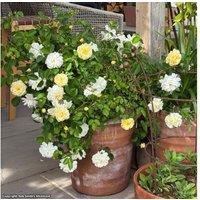 Rose Scentifall Lemon Patio Rose Plants for Baskets & Containers - Citrus-Scented, Repeat-Flowering, Compact & Thornless