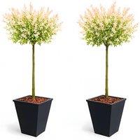 Pair of Salix Flamingo Patio Trees - 90-120cm Tall