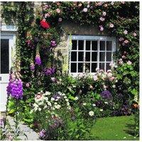 Potted Cottage Garden Perennials - Hardy, Low-Maintenance Plants for Year-Round Colour