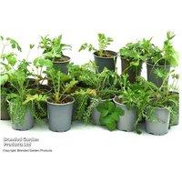 36 Mixed Cottage Garden Perennial Plants - Hardy, Low-Maintenance, Vibrant Colour Selection