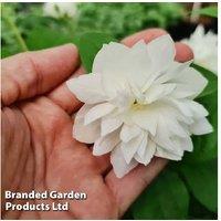 Philadelphus 'Pearls of Perfume' Scented Mock Orange Shrub - Versatile, Hardy, and Pollinator-Friendly Garden Plant