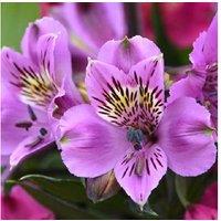 Alstroemeria 'Tree Everest Mix' Tall Peruvian Lily Collection - Vibrant Hardy Perennials for Borders, Beds & Patio Displays