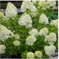 Hydrangea paniculata 'Limelight' Hardy Shrub - Multi-Tonal, Easy-Care Garden Plant