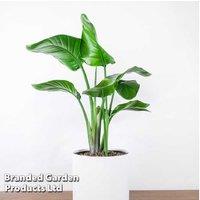 White Bird of Paradise Indoor Plant - Strelitzia Nicolai, Tall Tropical Houseplant, Air-Purifying Foliage