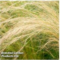 Stipa Pony Tail Grass Plants - Semi-Evergreen Ornamental Garden Grass for Modern Landscapes