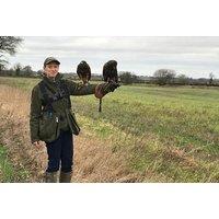 60-Minute Hawk Experience at Shropshire Falconry