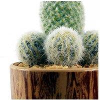 Indoor Succulent - 20cm Ceramic Planter with Low Maintenance Artificial Cactus