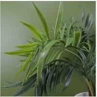 Mini Tropical Palm Indoor Plant - 40cm, Low Maintenance, Air-Purifying Foliage