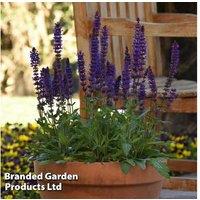 Salvia nemorosa 'Salvatore Deep Blue' - Perennial Flowering Plants (Up to 60 Pack)