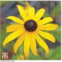 Rudbeckia Goldsturm Perennial Flowering Plants - 6, 12 or 24 Pack