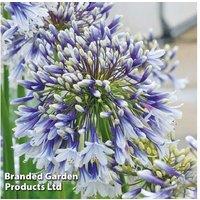 Agapanthus 'Fireworks' Hardy Perennial African Lily - Flowering Plants