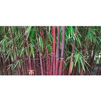 Umbrella Bamboo 'Asian Wonder' Outdoor Privacy Screen Plant - Hardy, Non-Invasive, Fast-Growing