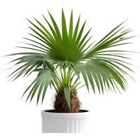 CLEARANCE! 3-4ft Mexican Fan Palm Tree - Washingtonia Robusta
