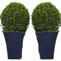 Evergreen Topiary Buxus Ball Plants with Planters