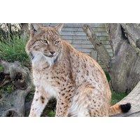 Hogshaw Farm & Wildlife Park: Full Day Entry Ticket For 2-5 People - Buckinghamshire