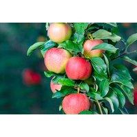 Dwarf Patio Fruit Trees - Compact Apple, Pear, Plum & Cherry Varieties for Small Gardens & Balconies (100cm Tall)