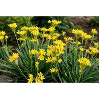 500 or 1000 Spring Flowering Bulb Collection