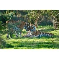 Knowsley Safari General Admission Ticket for All Ages