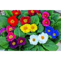 60 Husky Mixed Primrose Winter Flowering Plants