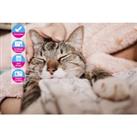 Essential Cat & Kitten Care - Online Course - Icoes Accredited