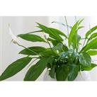 3 Peace Lily Houseplants - 12Cm Pots
