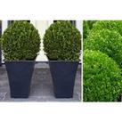 Topiary Buxus Plants With Contemporary Planters