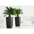 King Sago Palm Trees - 1 Or 2 Plants