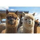 Walk With Alpacas Experience & Cream Tea - Up To 2 People