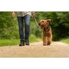 Dog Walking Online Course - Cpd Certified