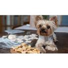 Fully Accredited Become A Doggy Dessert Chef Course