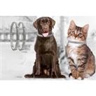 1/2/4 Pet Flea Prevention Collars - For Cats & Dogs!