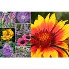 Perennial Cottage Garden Collection - 3 To 18 Plants!